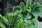 Blood sorrel (Rumex sanguineum) in a pot