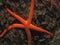 Blood Star (Henricia leviuscula)