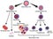 Blood stem cell types infographic diagram