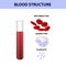 Blood structure, erythrocytes, platelets and leukocytes, medical vector illustration