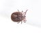 Blood sucking insect mite on white background