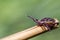 Blood sucking ticks in high grass on the season meadows