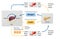 Blood sugar regulation  illustration. Labeled process cycle scheme. Educational liver and pancreas diagram with glucose