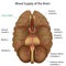 Blood supply of the brain