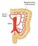 Blood supply to colon