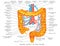 Blood supply to colon