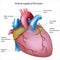 Blood supply to the heart