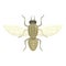 Blood tsetse fly icon cartoon vector. Africa insect