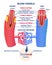 Blood vessels educational banner or poster