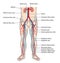 Blood vessels of the lower body