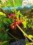 Bloodberry - Rivina humilis
