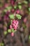 Bloodcurrant (Ribes sanguineum)