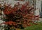 Bloodgood backdrop of a Japanese garden. It is a taller shrub of air habit.