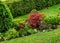 Bloodgood backdrop of a Japanese garden. It is a taller shrub of air habit.