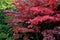 Bloodgood backdrop of a Japanese garden. It is a taller shrub of air habit. thicken the crown to create a relatively compact habit