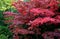 Bloodgood backdrop of a Japanese garden. It is a taller shrub of air habit. thicken the crown to create a relatively compact habit