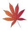 Bloodgood japanese maple tree leaf.