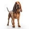 Bloodhound breed dog isolated on a clean white background