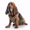 Bloodhound breed dog isolated on a clean white background