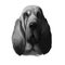 Bloodhound, Chien de Saint-Hubert, St. Hubert Hound dog digital art illustration isolated on white background. Norwegian origin