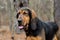 Bloodhound Coonhound Dog
