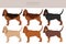 Bloodhound dog  clipart. All coat colors set.  Different position. All dog breeds characteristics infographic