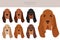 Bloodhound dog  clipart. All coat colors set.  Different position. All dog breeds characteristics infographic