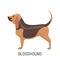 Bloodhound. Dog, flat icon. Isolated on white background.