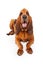 Bloodhound Dog Lying Forward