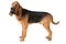 Bloodhound dog over white background