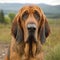 Bloodhound dog portrait on a sunny summer day. Closeup portrait of a purebred Bloodhound dog in the field. Outdoor Portrait of a