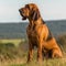 Bloodhound dog sitting on the green meadow in a summer green field. Portrait of a Bloodhound dog sitting on the grass with summer