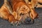 Bloodhound dog sleep