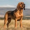 Bloodhound dog standing on the green meadow in a summer green field. Portrait of a Bloodhound dog standing on the grass with