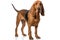 Bloodhound Dog Upright On A White Background
