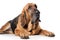 Bloodhound Dog On White Background. Generative AI