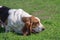 Bloodhound Puppy dog with short hair and short legs and a long trunk