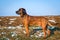 Bloodhound stands on a snowy field