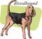 Bloodhound Vector Illustration
