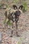 Bloodied Wild Dog Botswana Tom Wurl