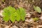 Bloodroot aka Canadian Puccoon - Sanguinaria canadensis