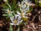 The Bloodroot, Canada puccoon, redroot, red puccoon or black paste Sanguinaria canadensis blooming with white flower with yellow