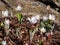 The Bloodroot, Canada puccoon, redroot, red puccoon or black paste Sanguinaria canadensis blooming with white flower with yellow