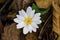 A Bloodroot Flower