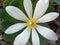 Bloodroot flower