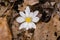 Bloodroot Flower on the Forest Floor