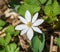 A Bloodroot Flower on the Forest Floor