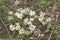 Bloodroot Flower Just Opening in the Spring