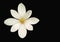 Bloodroot flower (Sanguinaria canadensis)