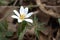 The Bloodroot flower Sanguinaria canadensis. Northern Illinois, USA